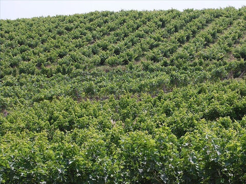 Aunque se plantaban viñedos en todo Israel, era habitual que se utilizaran las laderas de las colinas. Fue en una "colina muy fructífera" donde se desarrolló la parábola de la viña de Isaías. – Número de diapositiva 4