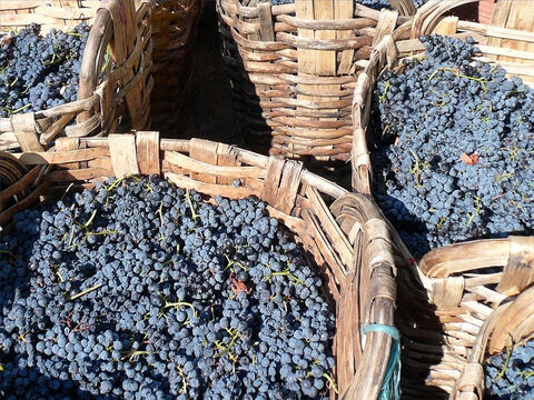 La vendimia en Israel comienza en septiembre. Jeremías habla de recoger uvas en cestas (Jeremías 6:9). – Número de diapositiva 15