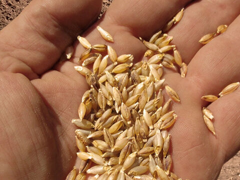 Las dos principales semillas que se sembraban eran la cebada y el trigo. Se esparcían por la tierra y se cubrían con el arado. La palabra "sembrar" significa "esparcir". – Número de diapositiva 7