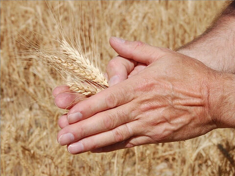Cuando la cosecha estaba endurecida, era deliciosa comerla cruda. La gente arrancaba las espigas y las frotaba en las manos para obtener el grano. – Número de diapositiva 12